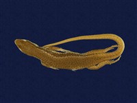 藏品(印度蜓蜥)的圖片